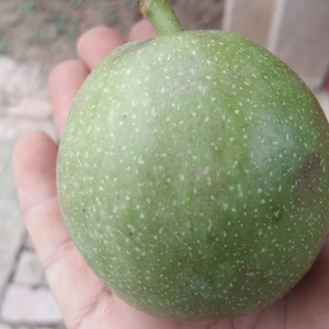 青皮核桃