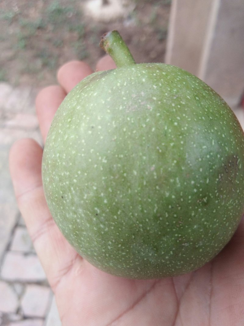 青皮核桃