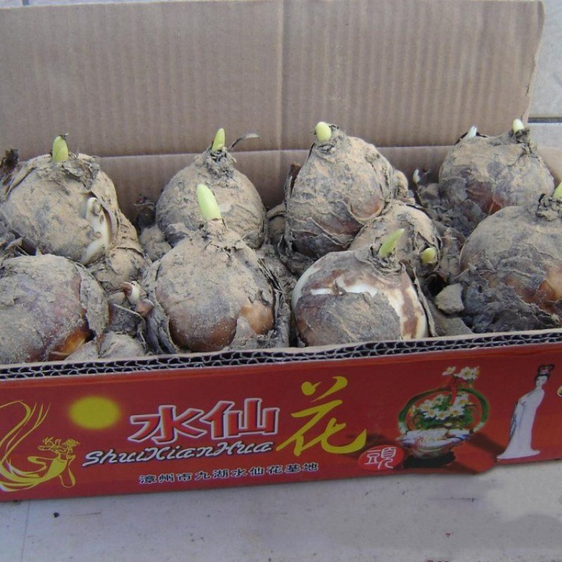 水仙种球
