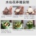 水仙种球