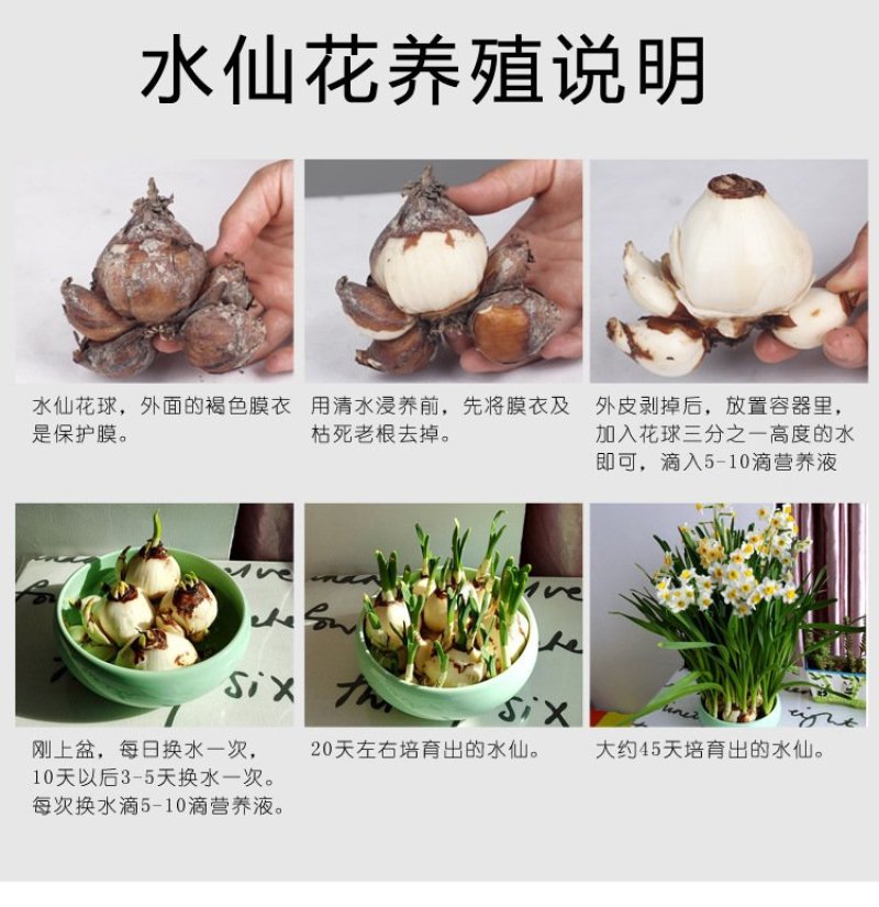水仙种球