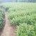 2019夏茶，莾山普通茶叶