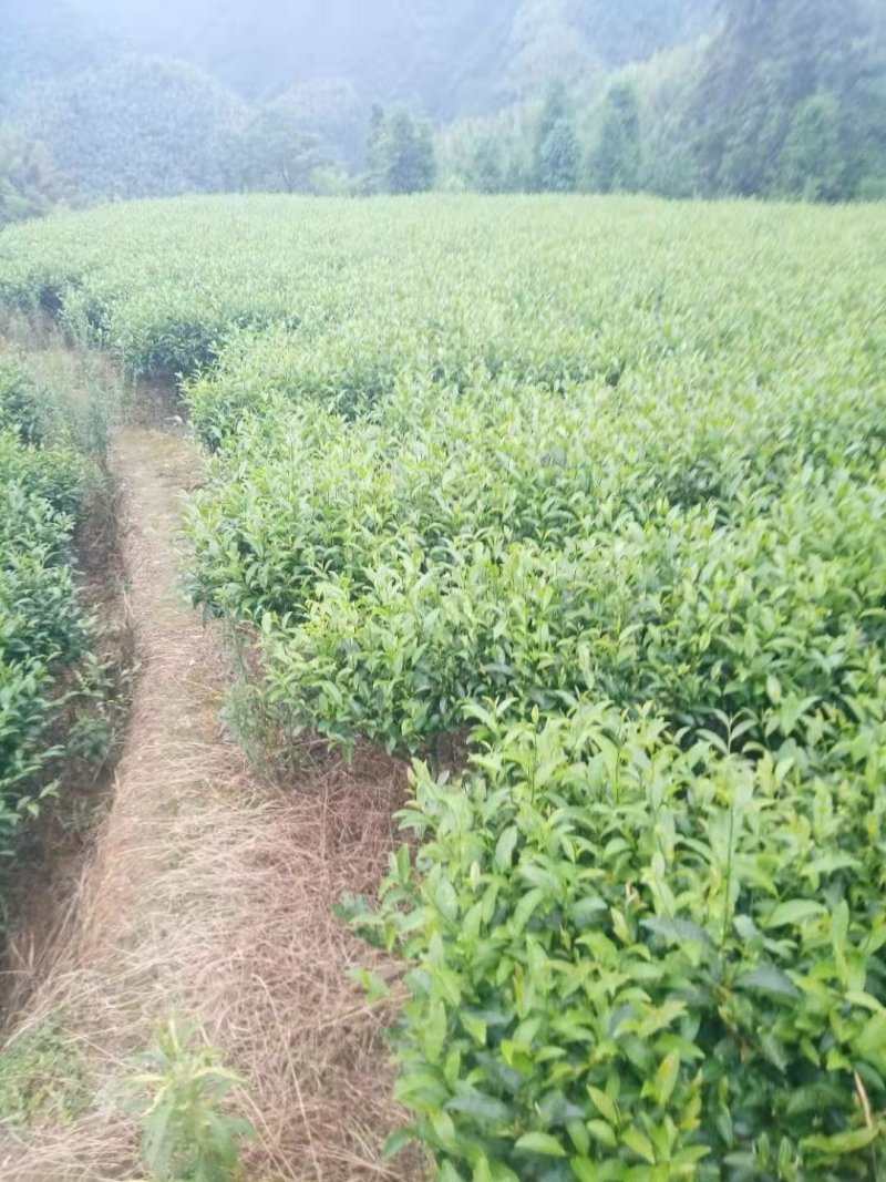 2019夏茶，莾山普通茶叶
