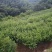 2019夏茶，莾山普通茶叶