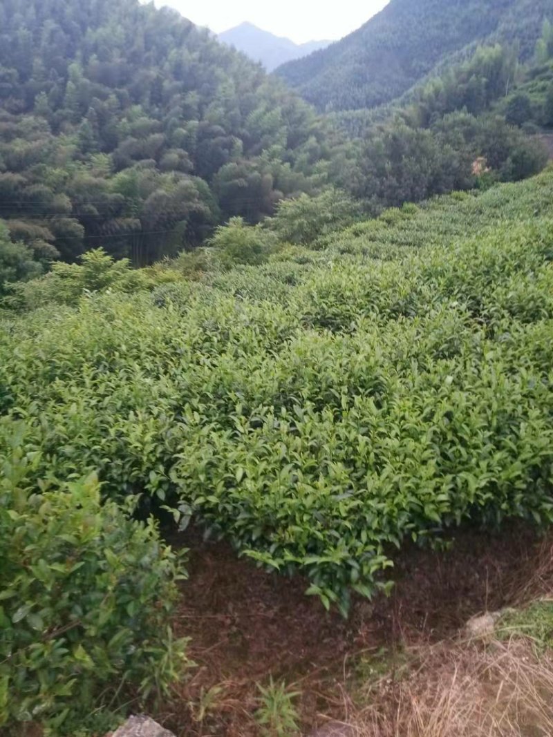 2019夏茶，莾山普通茶叶