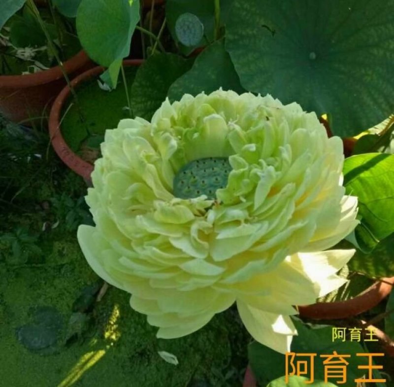荷花苗精品荷花观赏荷花苗基地直销各种观赏型荷花苗