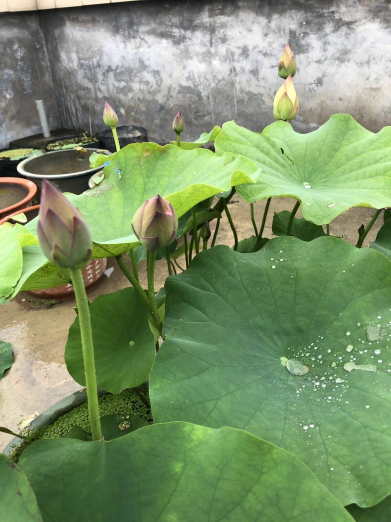 荷花苗精品荷花观赏荷花苗基地直销各种观赏型荷花苗