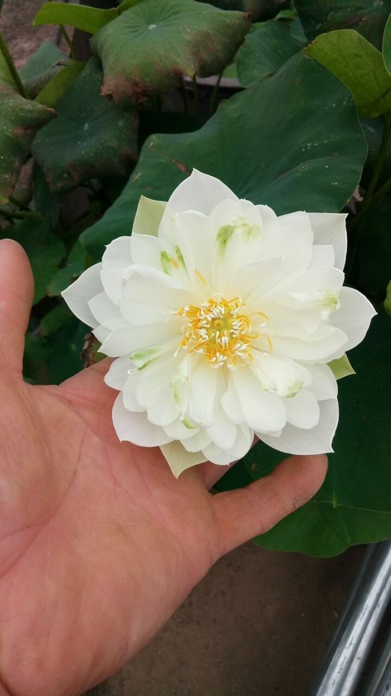 荷花苗精品荷花观赏荷花苗基地直销各种观赏型荷花苗