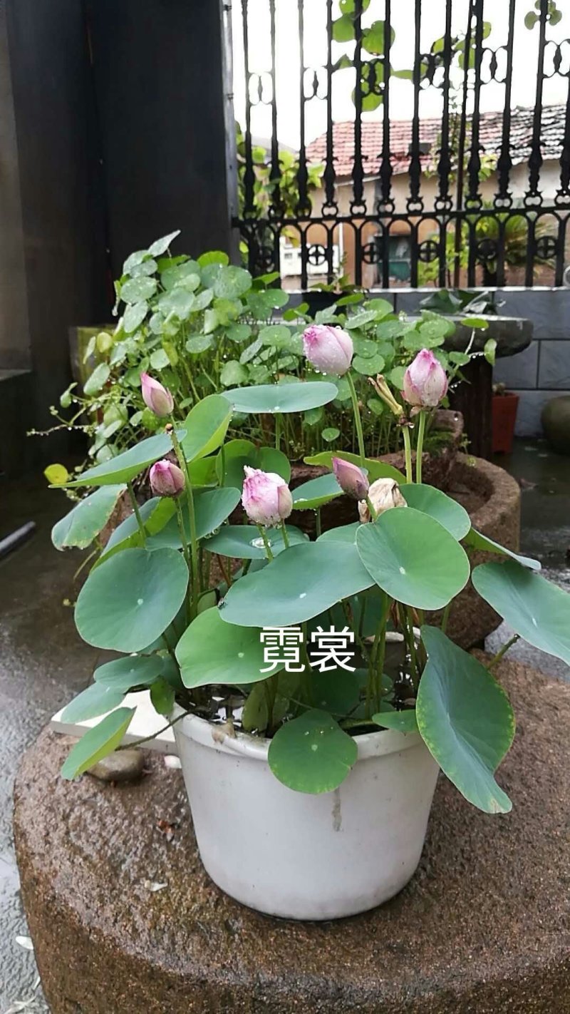 荷花苗精品荷花观赏荷花苗基地直销各种观赏型荷花苗