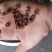 花椒/韩城大红袍花椒/特级开口率好麻度好需要老板电话