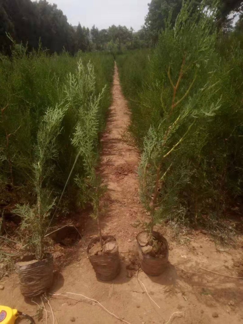 侧柏苗营养杯苗，圆枝侧柏苗80公分以上高度。现挖现发