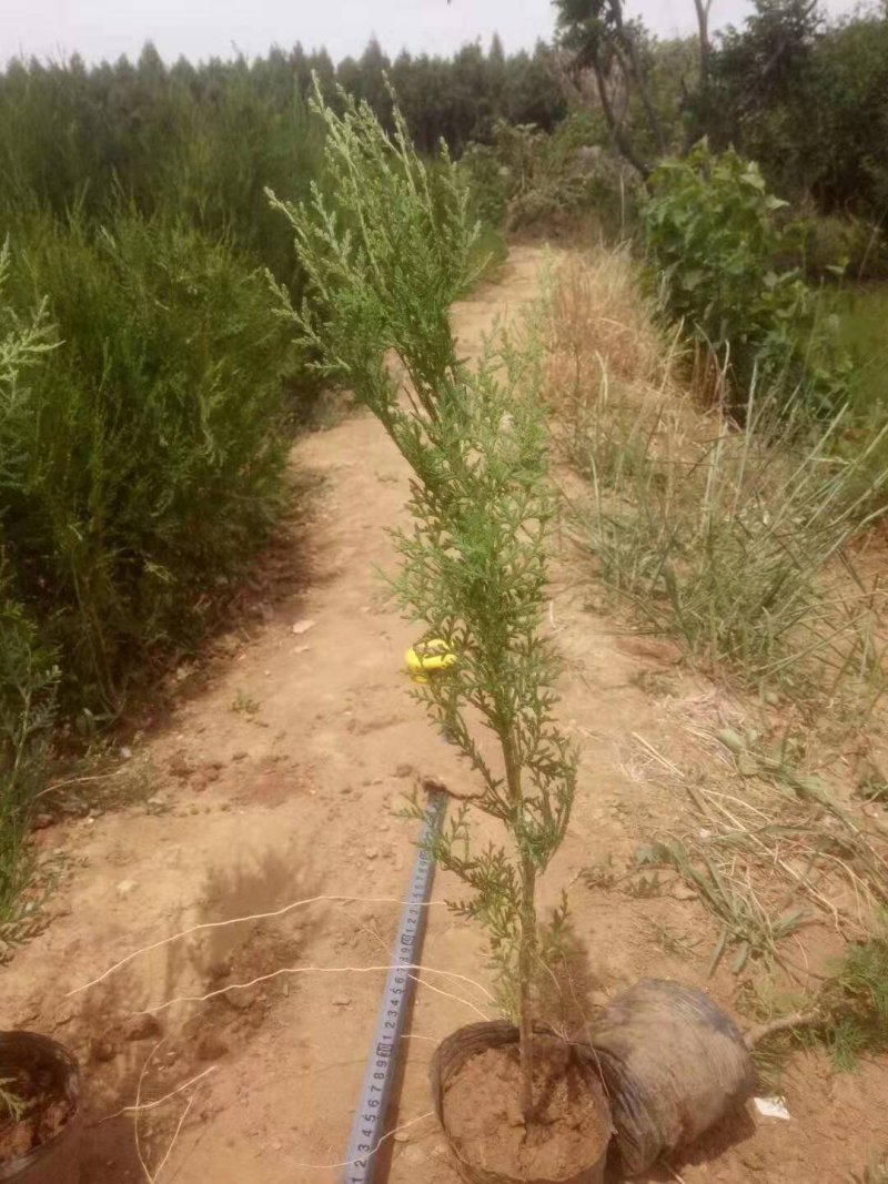 侧柏苗营养杯苗，圆枝侧柏苗80公分以上高度。现挖现发