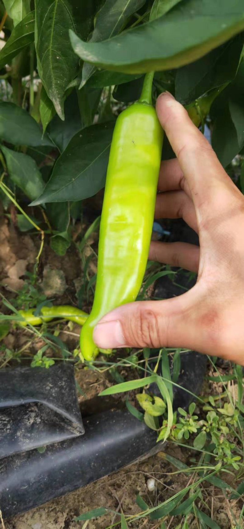 大量供应辣椒，产地有货量大从优