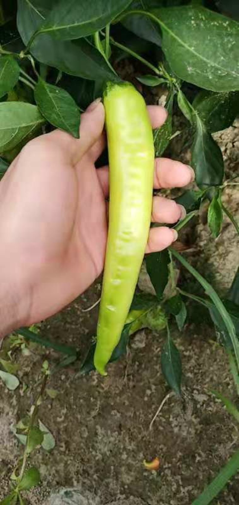 大量供应辣椒，产地有货量大从优