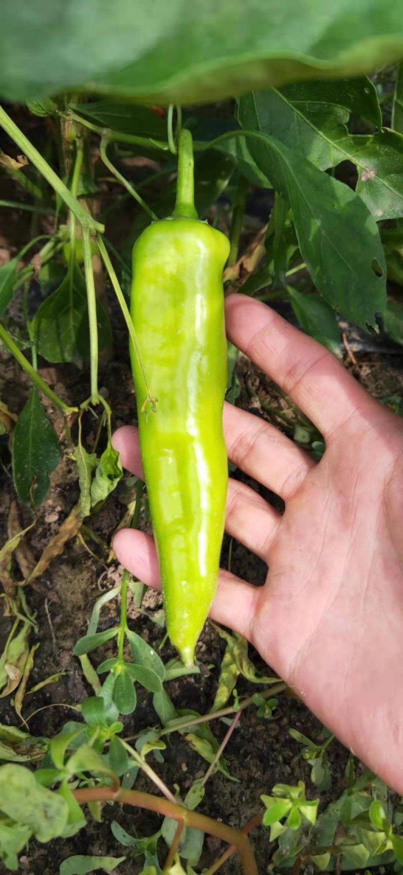 大量供应辣椒，产地有货量大从优