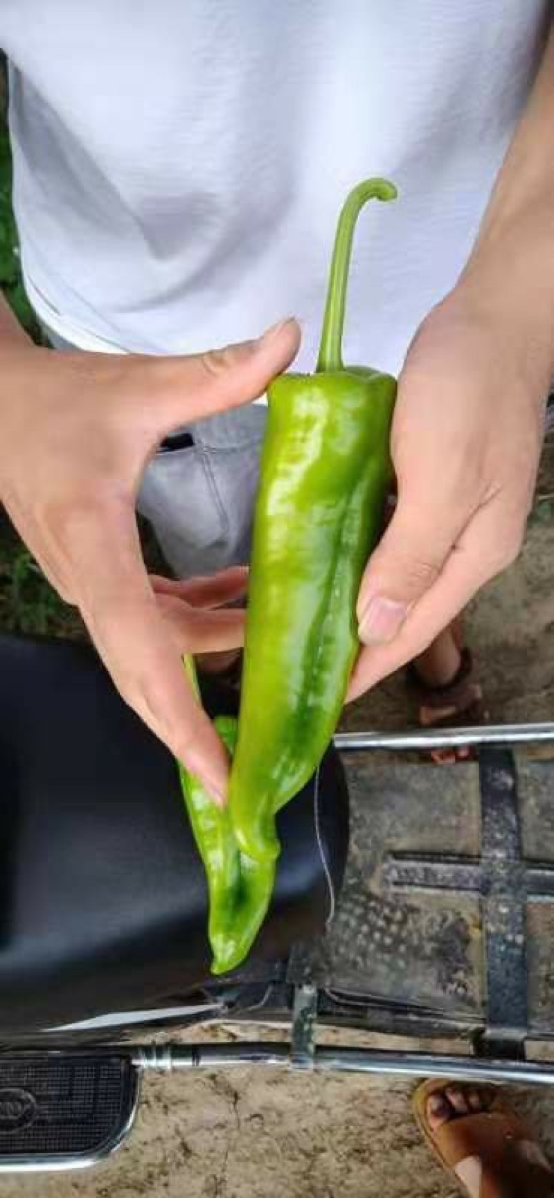 大量供应辣椒，产地有货量大从优