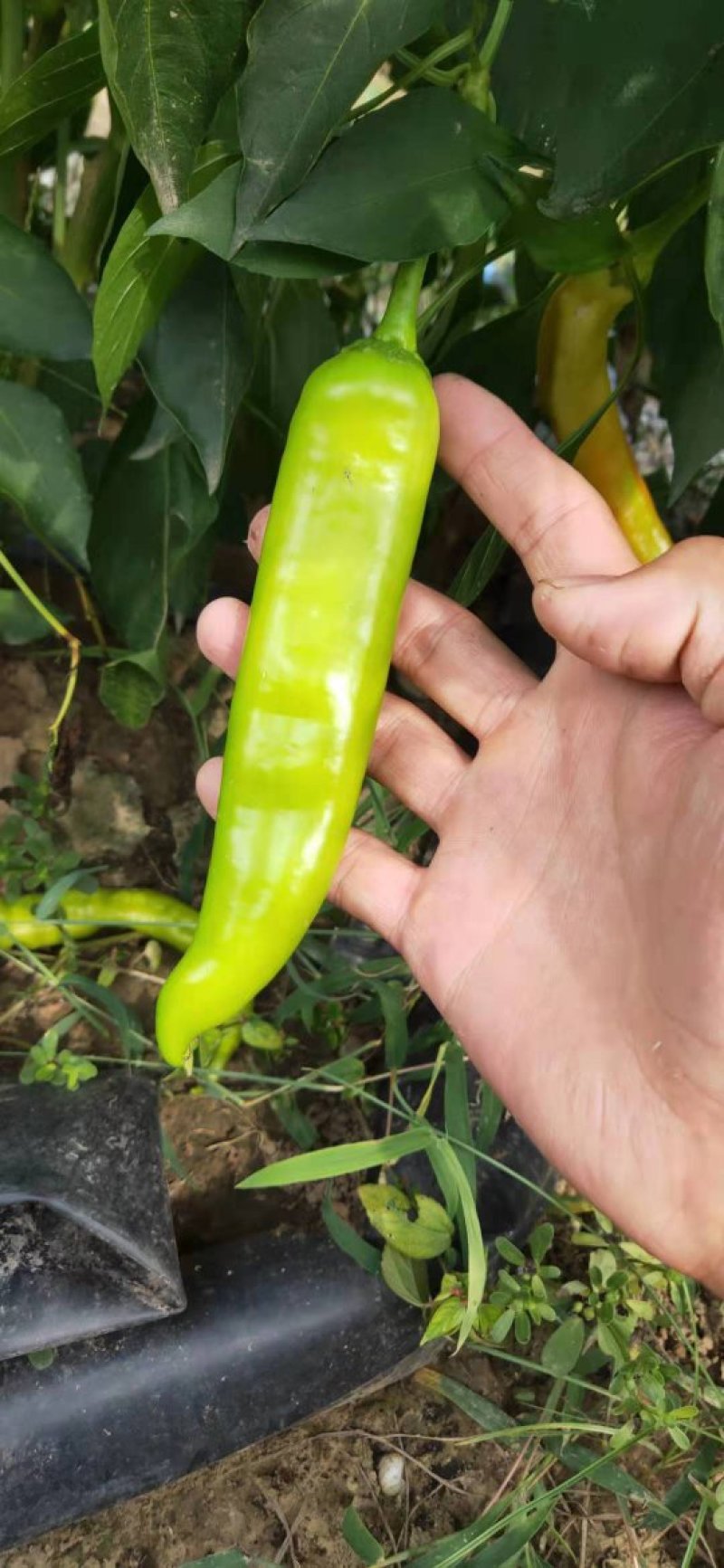 大量供应辣椒，产地有货量大从优
