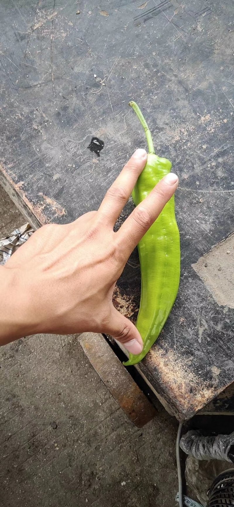 大量供应辣椒，产地有货量大从优