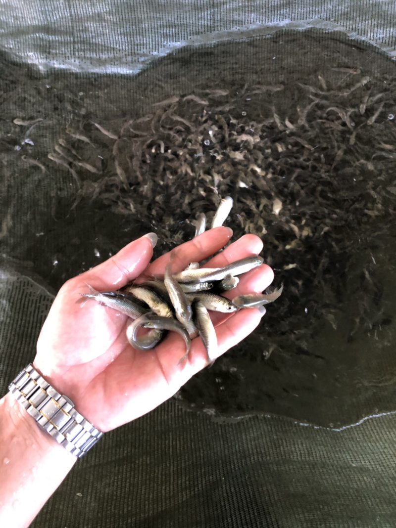 鱼苗、草鱼苗、抗病毒苗鱼苗