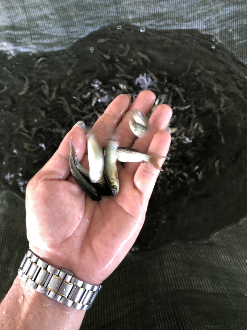 鱼苗、草鱼苗、抗病毒苗鱼苗