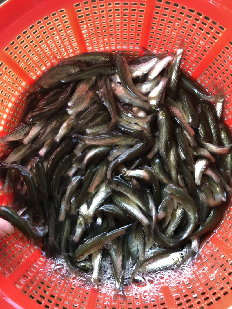 鱼苗、草鱼苗、抗病毒苗鱼苗