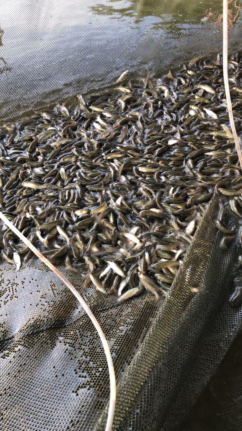 鱼苗、草鱼苗、抗病毒苗鱼苗
