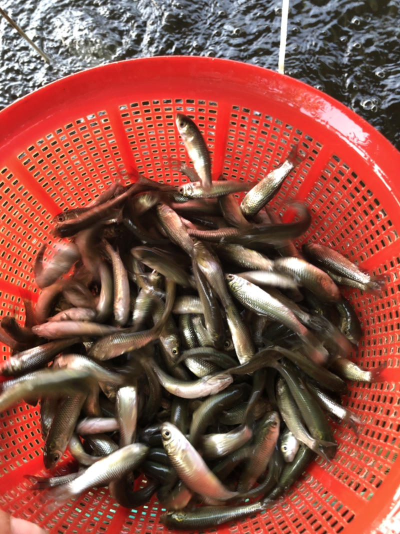 鱼苗、草鱼苗、抗病毒苗鱼苗