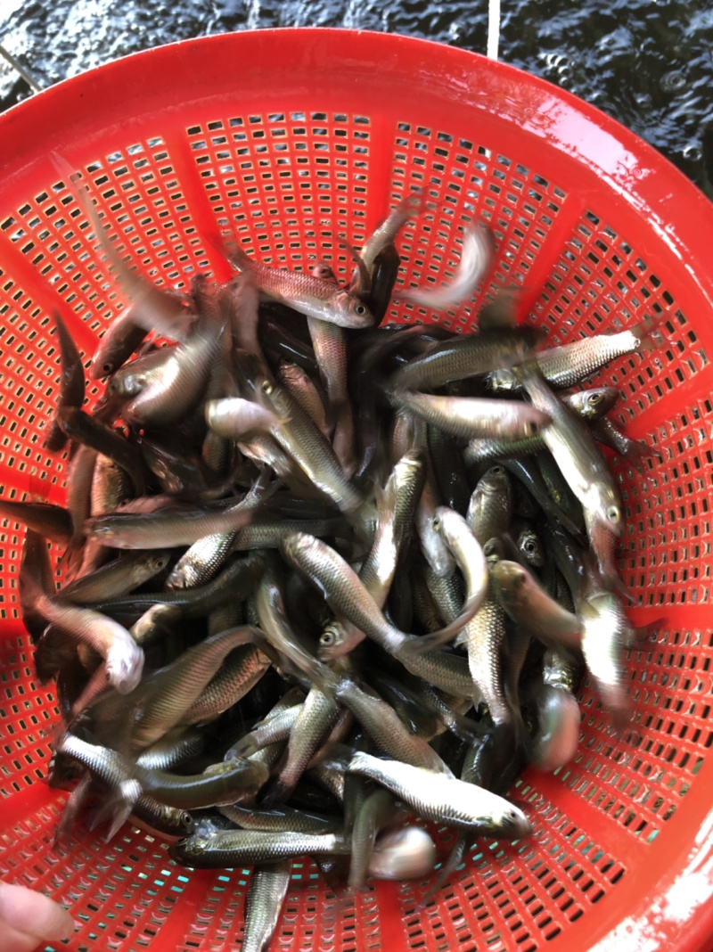 鱼苗、草鱼苗、抗病毒苗鱼苗