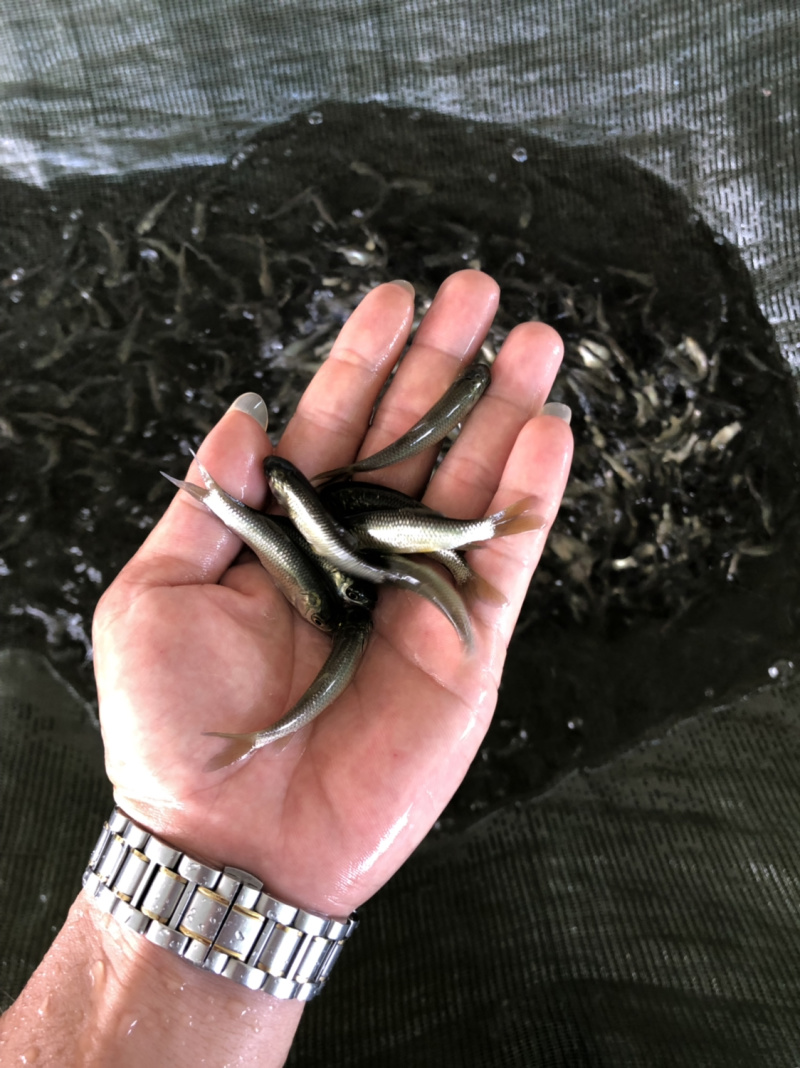 鱼苗、草鱼苗、抗病毒苗鱼苗