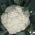 菜花苗缺货代育各种蔬菜苗