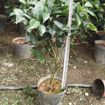 赤丹茶花