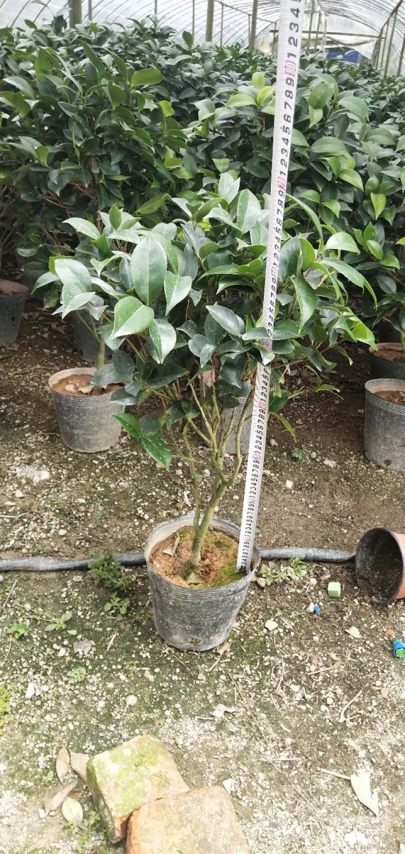 赤丹茶花