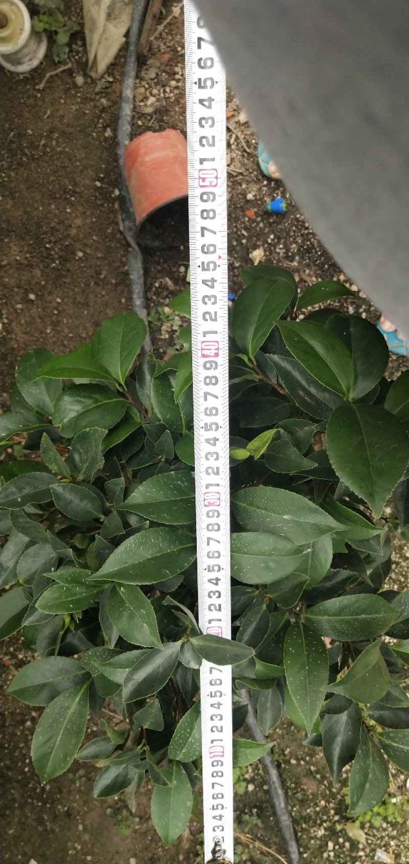 赤丹茶花