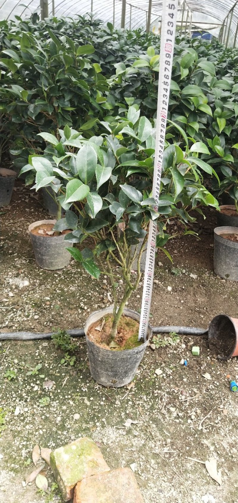 赤丹茶花