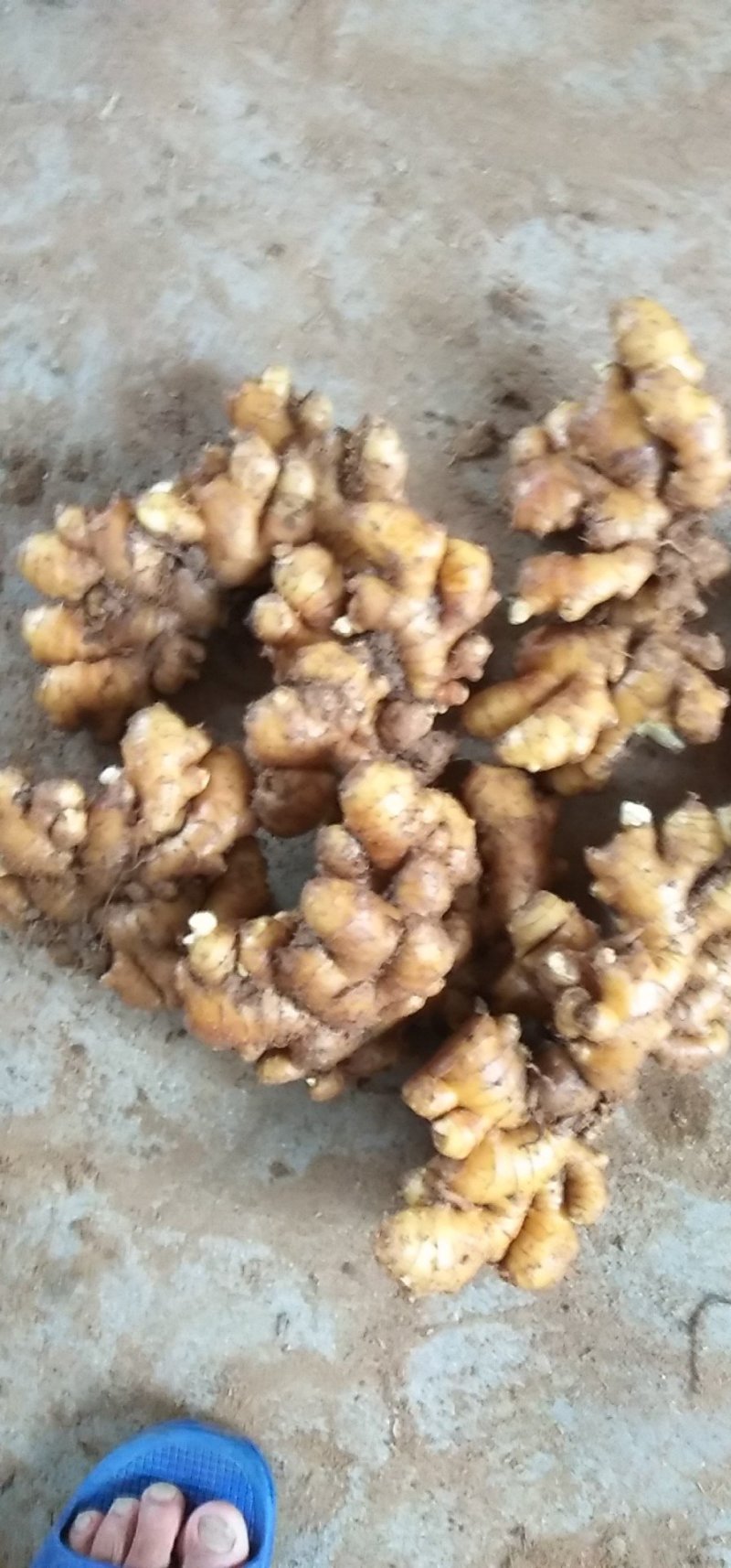 沂水精品优质小黄姜，土少，颜色亮，适合各大市场需求
