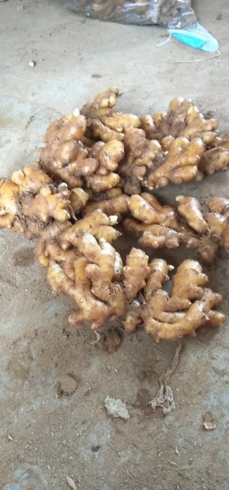 沂水精品优质小黄姜，土少，颜色亮，适合各大市场需求