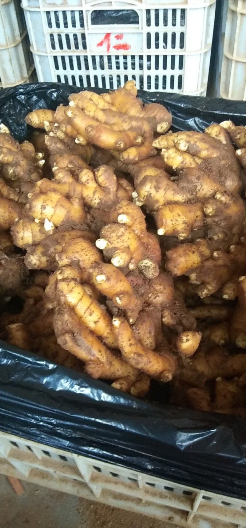 沂水精品优质小黄姜，土少，颜色亮，适合各大市场需求