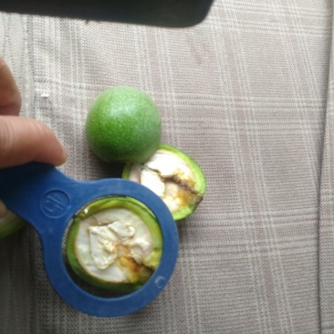 青皮核桃