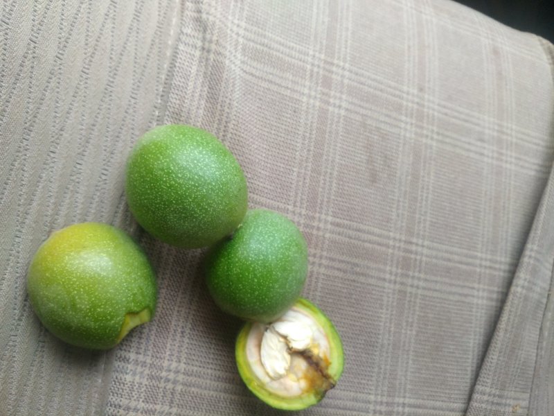 青皮核桃