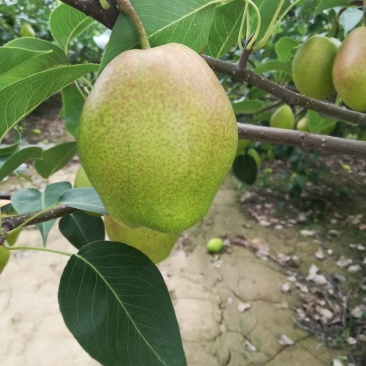 红香酥梨