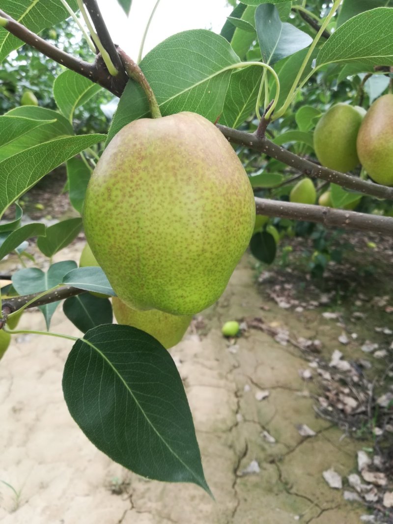 红香酥梨