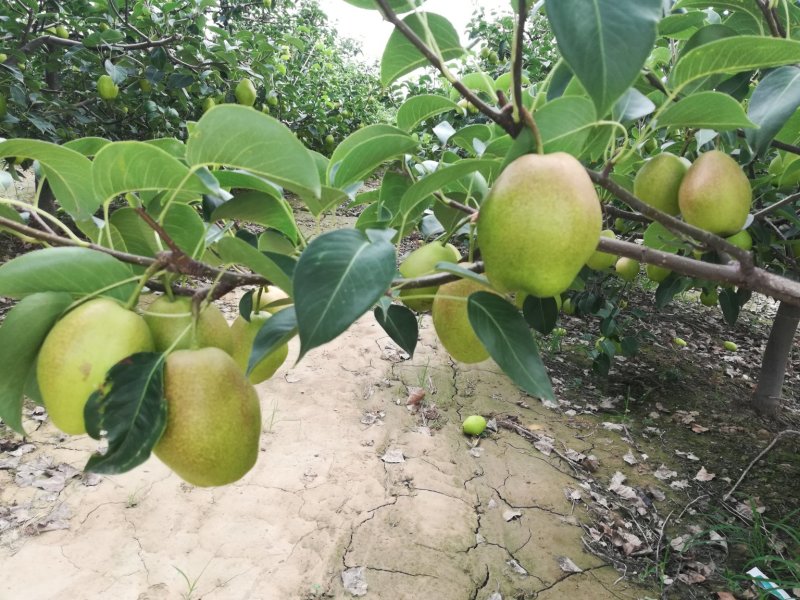 红香酥梨