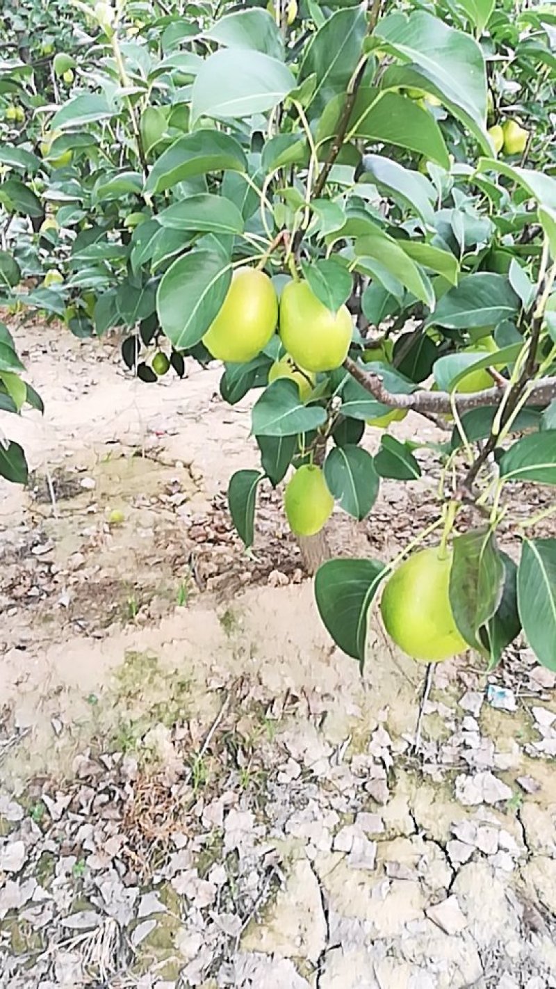 红香酥梨