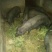 野香猪（野猪和香猪配）