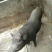 野香猪（野猪和香猪配）