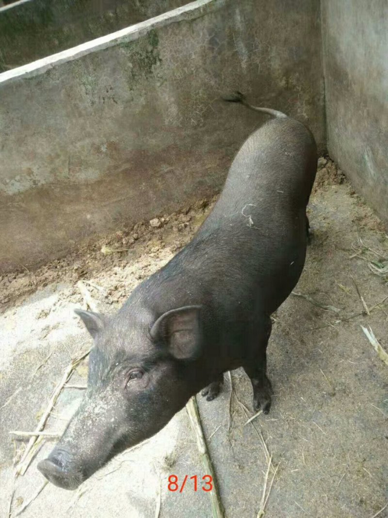 野香猪（野猪和香猪配）