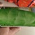 香莴笋种子青皮青肉香芭拉香莴笋种子春夏秋季播