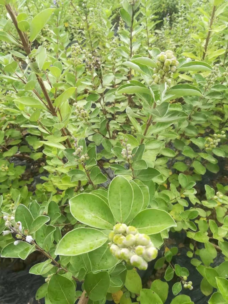正宗蔓荆子苗蔓京子苗万京子苗江西蔓荆子苗单叶蔓荆子苗