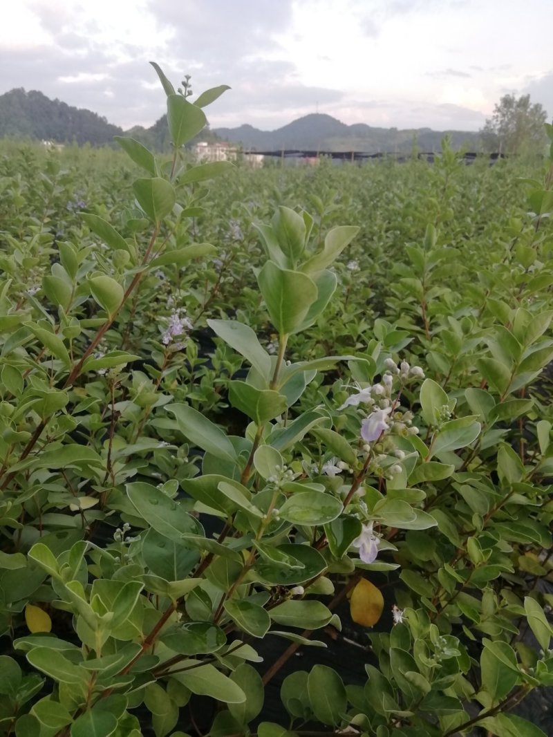 正宗蔓荆子苗蔓京子苗万京子苗江西蔓荆子苗单叶蔓荆子苗