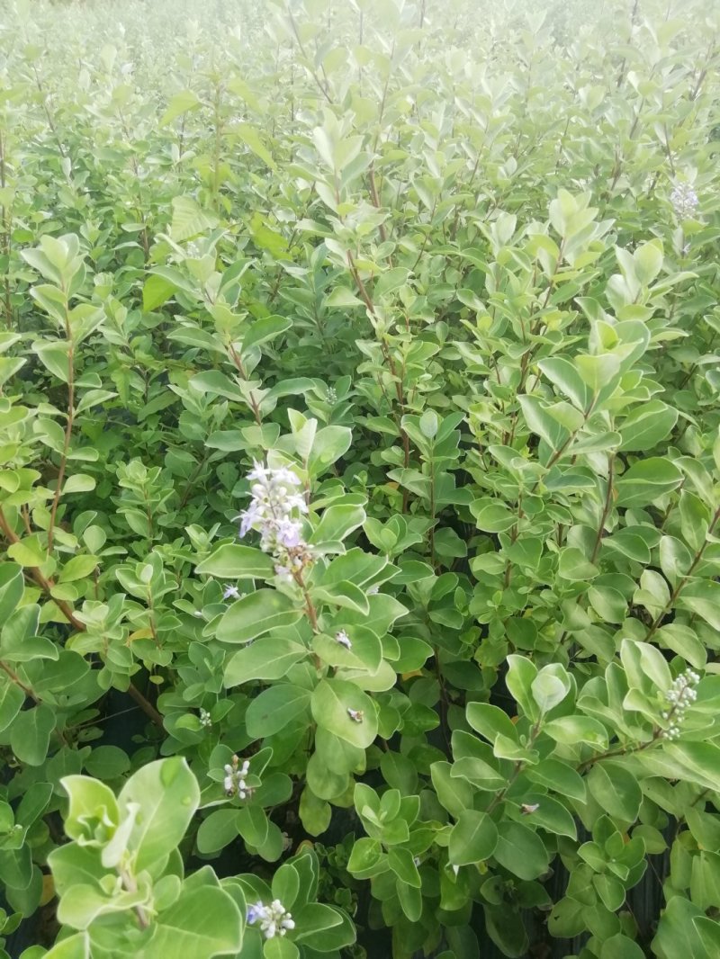正宗蔓荆子苗蔓京子苗万京子苗江西蔓荆子苗单叶蔓荆子苗